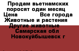 Продам вьетнамских поросят,один месяц › Цена ­ 3 000 - Все города Животные и растения » Другие животные   . Самарская обл.,Новокуйбышевск г.